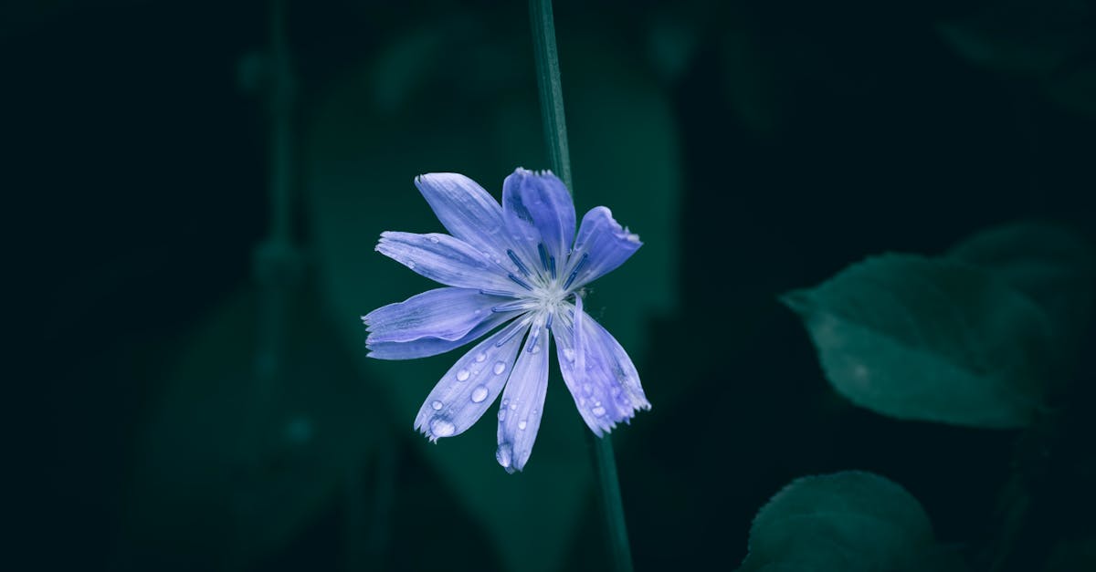 découvrez tout sur la chicorée, une plante aux multiples usages, de la cuisine aux bienfaits pour la santé.