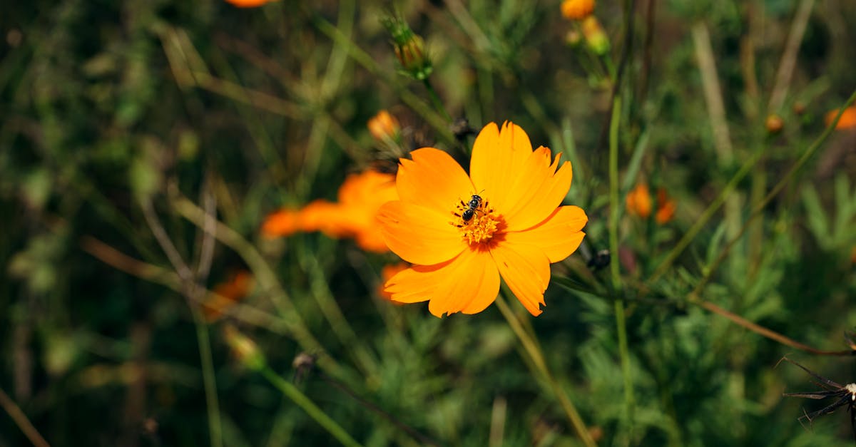 la naturopathie animale est une approche holistique de la santé des animaux, mettant l'accent sur la prévention et la guérison naturelle des maux à travers une alimentation équilibrée, des remèdes botaniques et des soins non invasifs.