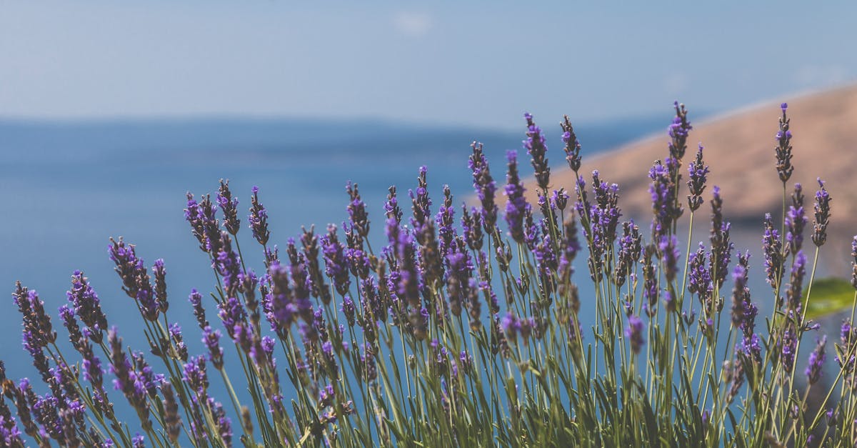 découvrez nos ateliers d'aromathérapie pour apprendre à créer et utiliser des mélanges d'huiles essentielles dans un cadre chaleureux et convivial.