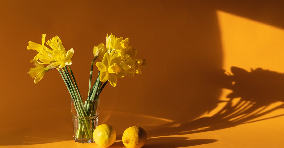 découvrez une sélection de fleurs comestibles pour sublimer vos plats avec des couleurs et des saveurs uniques. des idées pour des recettes originales et créatives avec des fleurs.