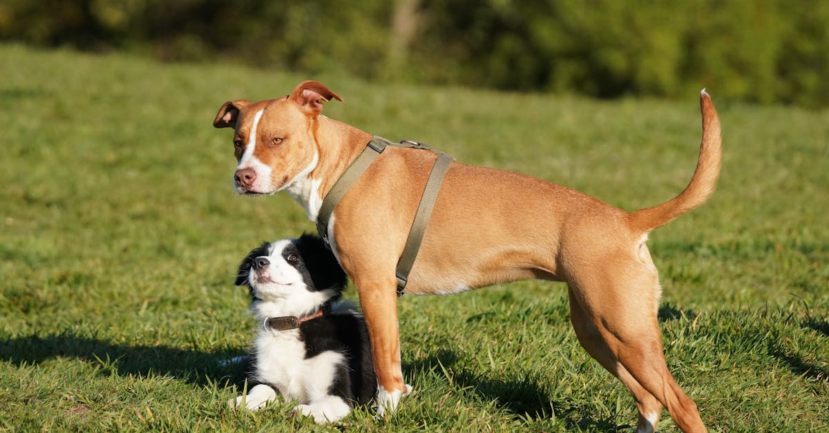 découvrez les bienfaits de la naturopathie pour chiens et apprenez comment améliorer leur bien-être naturellement.