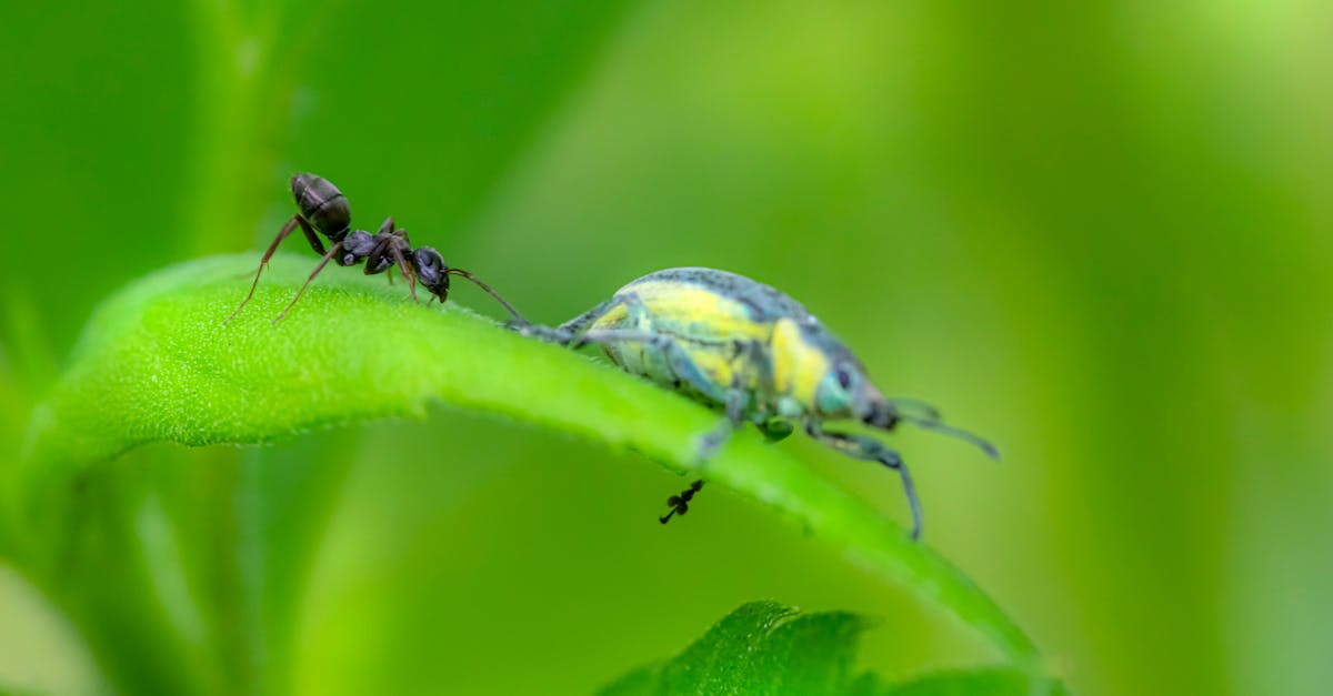 découvrez les vertus et les bienfaits de la plante ortie (nettle) ainsi que ses usages en phytothérapie et en cuisine dans cet article complet.