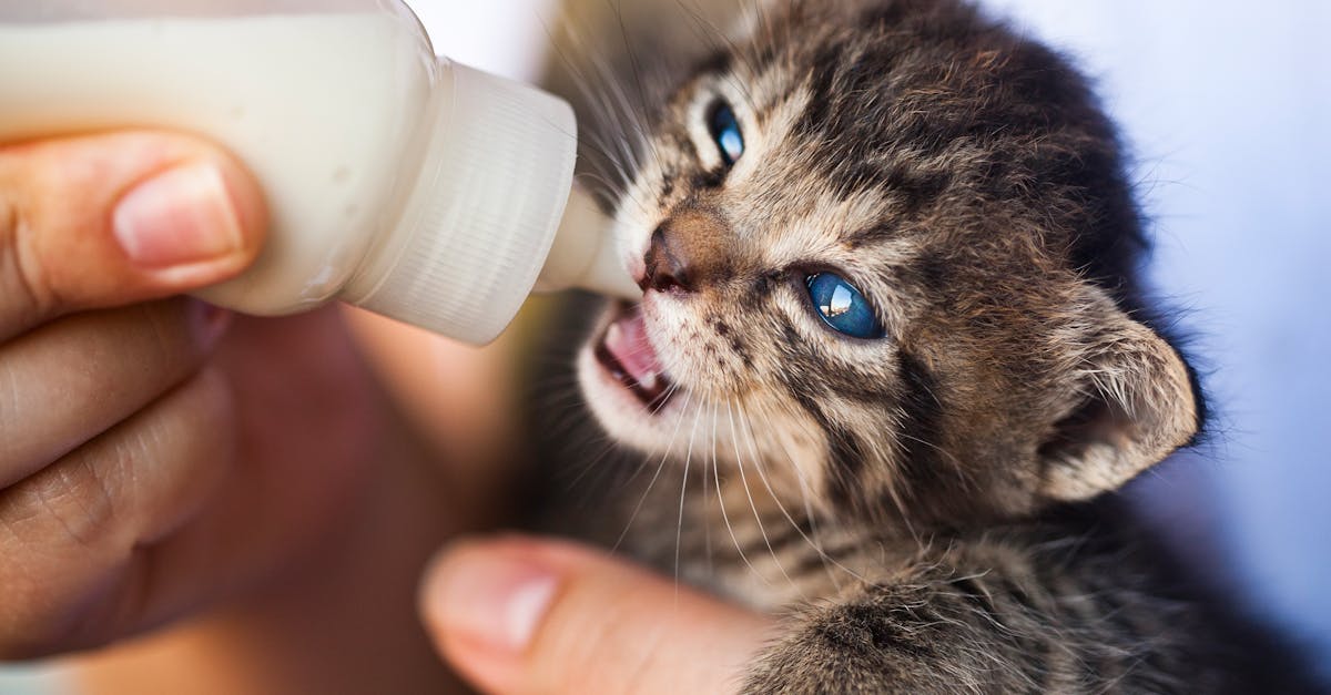 découvrez nos conseils et astuces pour prendre soin de votre animal de compagnie avec notre gamme de produits de soin pour animaux domestiques.