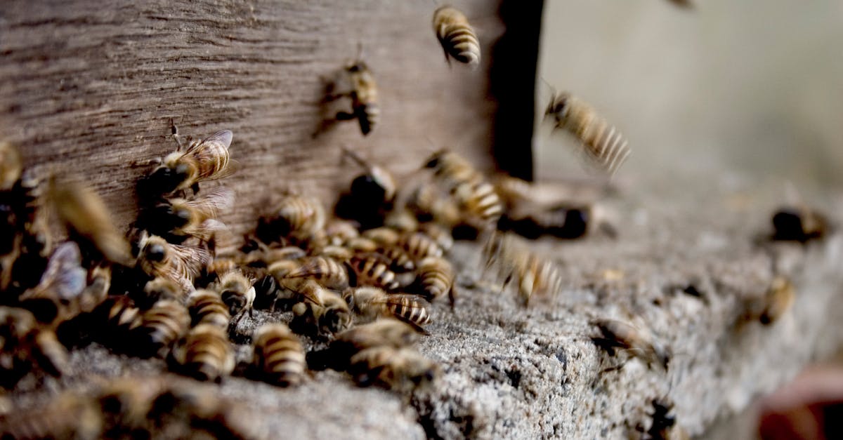 découvrez les bienfaits de la propolis, un produit naturel aux multiples vertus pour la santé et le bien-être.