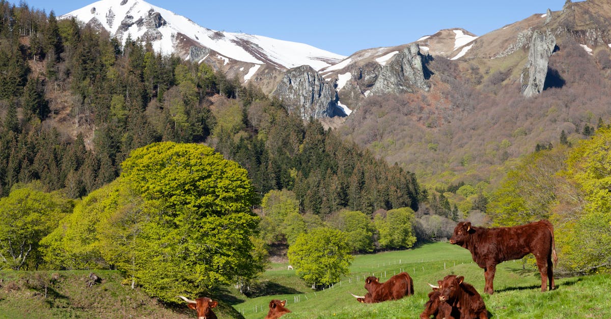 découvrez notre programme de détox printanière pour revitaliser votre corps et retrouver énergie et bien-être avec notre sélection de recettes saines et conseils de nutrition.